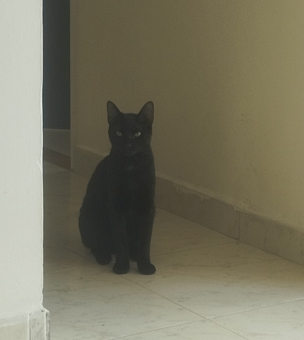 Frijol judging